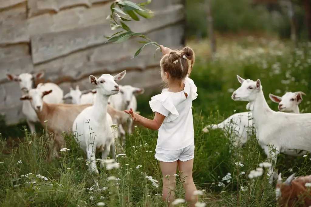 Kinderboerderij in Utrecht