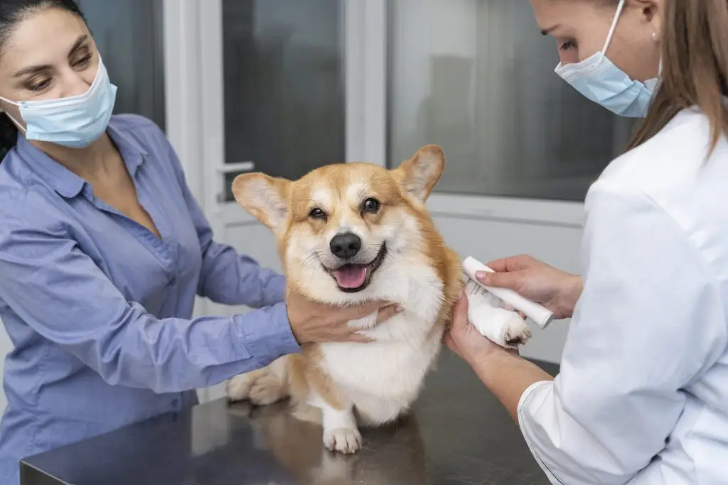 Dierenkliniek in Utrecht