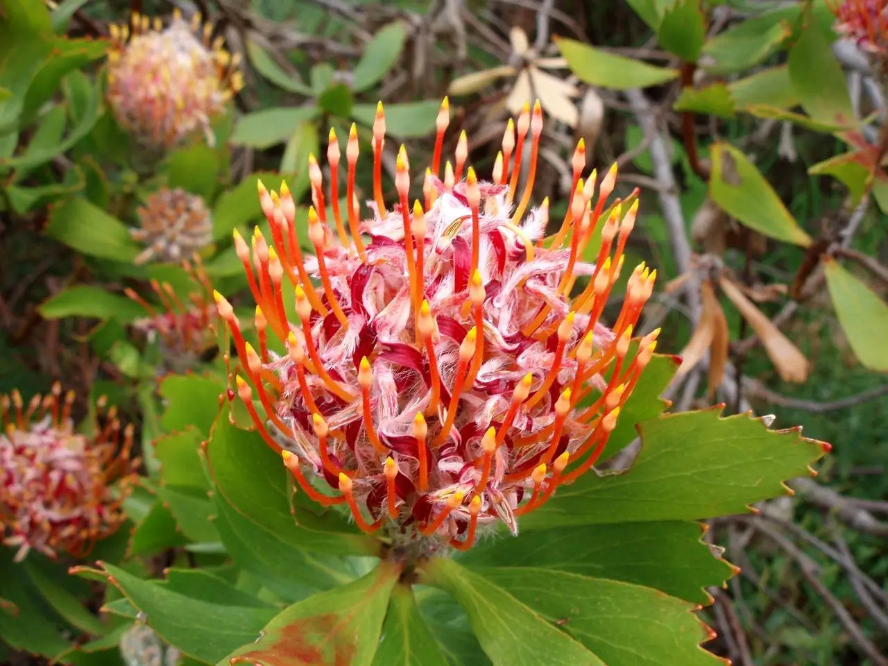 Optimaliseer je tuin met praktische houtopslag